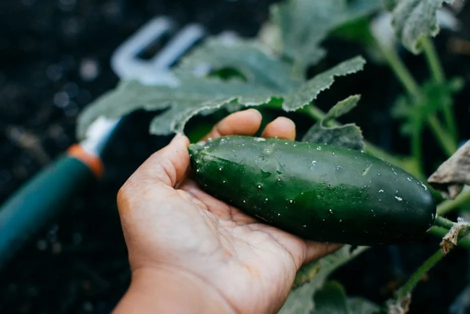 Low Maintenance Plants for Beginners With Limited Energy